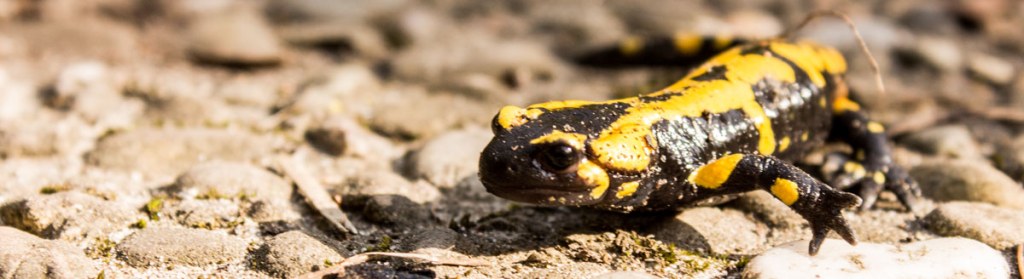 feuersalamander
